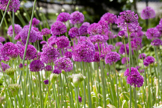 Allium Planting and Care Tips: Grow These Striking Blooms with Confidence