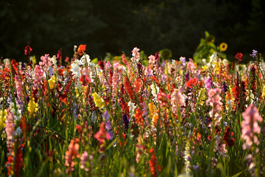 How to Grow Gladiolus Like a Pro: Summer’s Showiest Flower