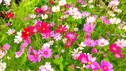 Cut Flower Garden 101: Seeds to Sow Now for Late Summer Blooms