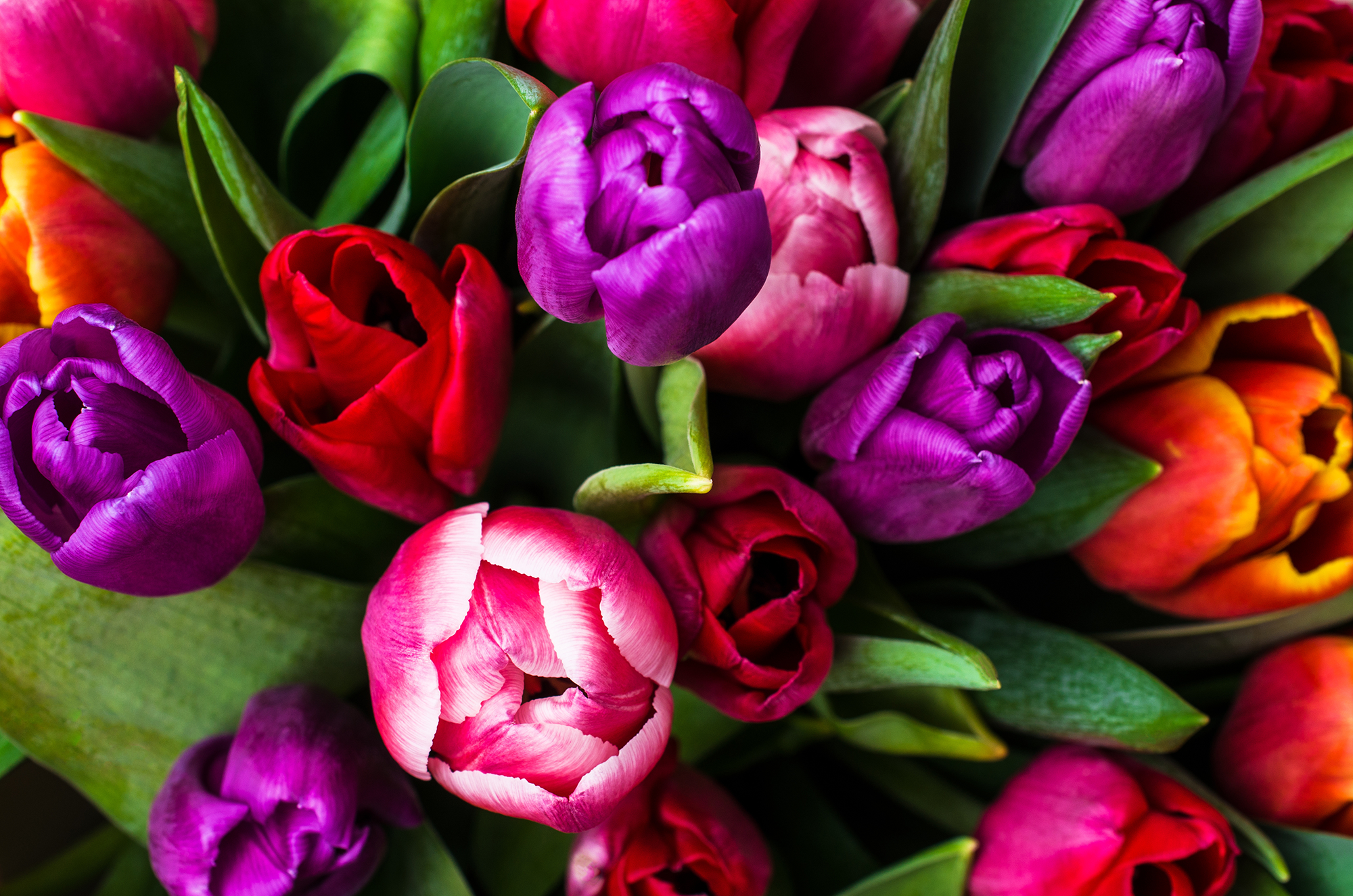 Creating a Colorful Landscape: Designing Your Garden with Tulips Creating a Colorful Landscape: Designing Your Garden with Tulips