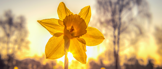 Common Mistakes to Avoid When Growing Tulips and Daffodils