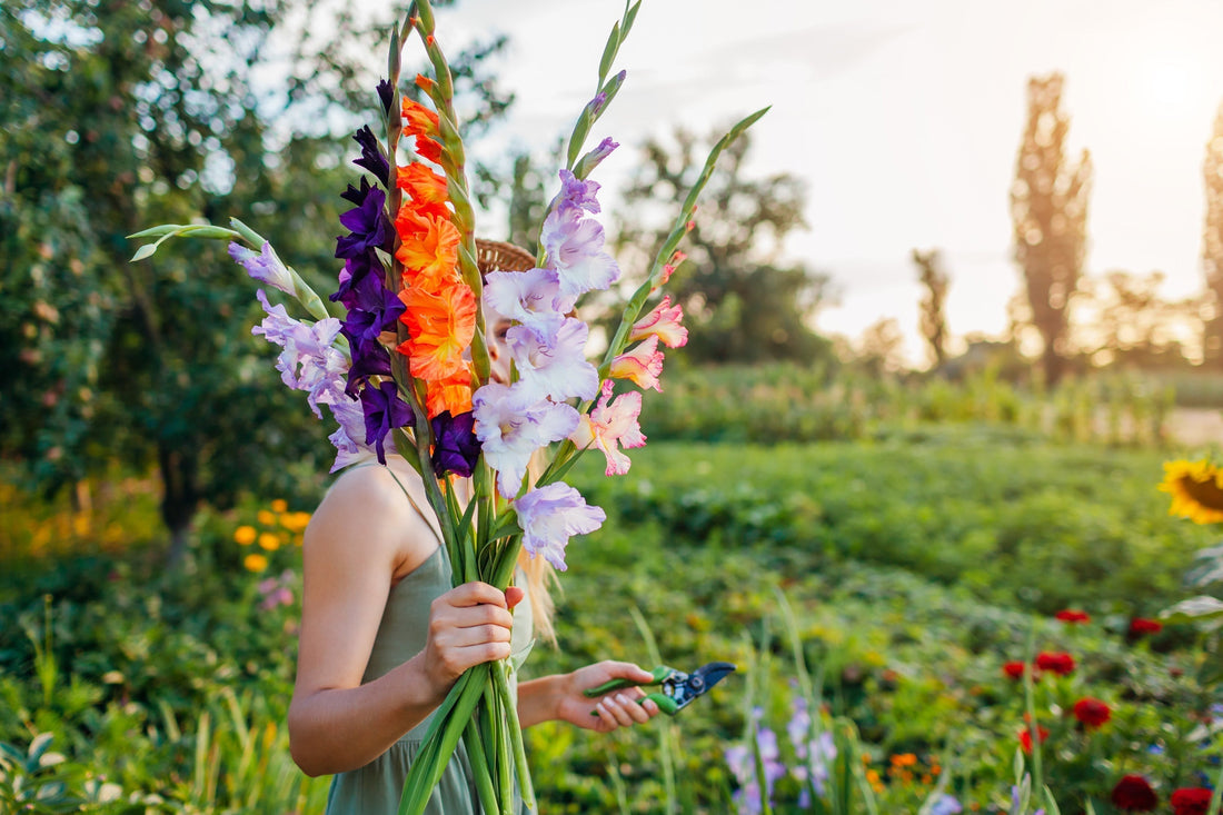 Mixed Gladiolus as a Cutting Garden Favorite: How to Grow and Arrange Stunning Bouquets