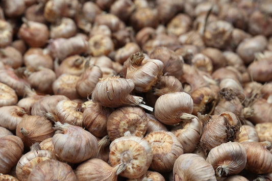 How to Store and Reuse Gladiolus Bulbs Over Winter