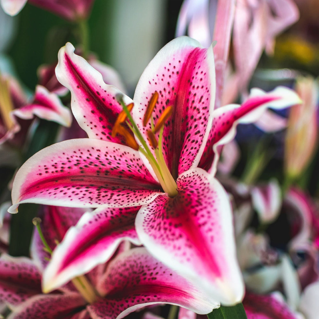5 Reasons Stargazer Lilies Are Summer’s Hottest Flower