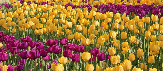 From Garden to Market: How to Price & Bundle Your Cut Flowers