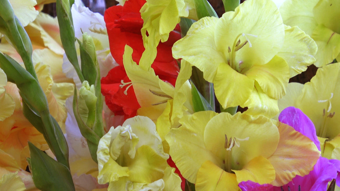 Selling Gladiolus as Cut Flowers: Tips for Harvesting, Storing, and Transporting for Best Results