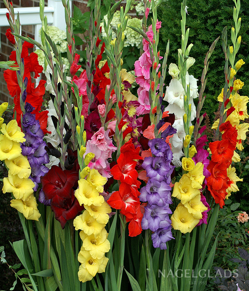 Mixed Gladiolus Flower Bulbs