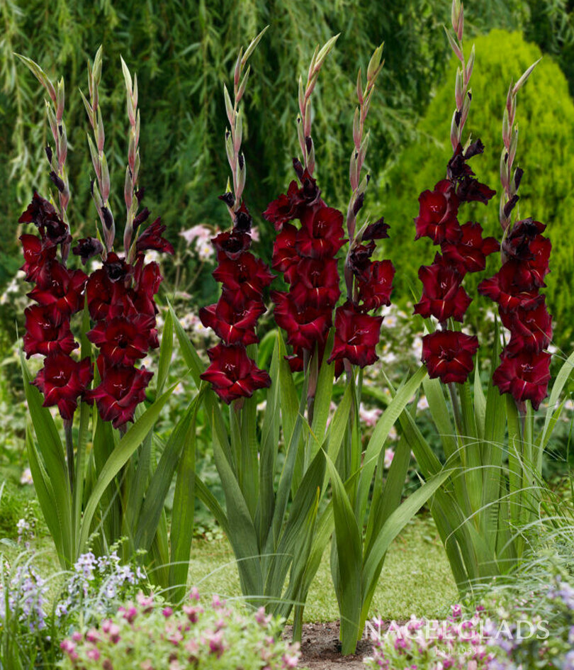 Black Sea Gladiolus Flower Bulbs