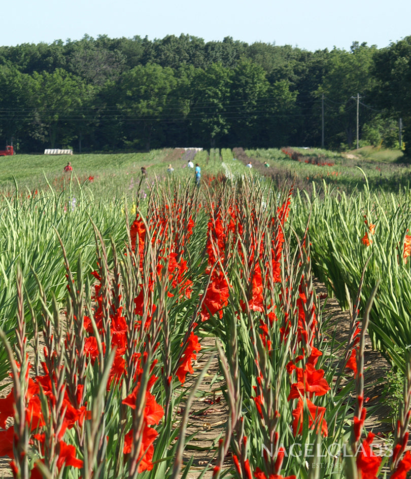 Dador de Pan Gladiolus Flower Bulbs