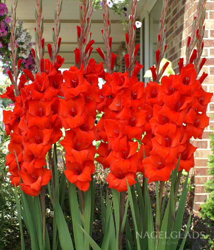 Vuelta Gladiolus Flower Bulbs