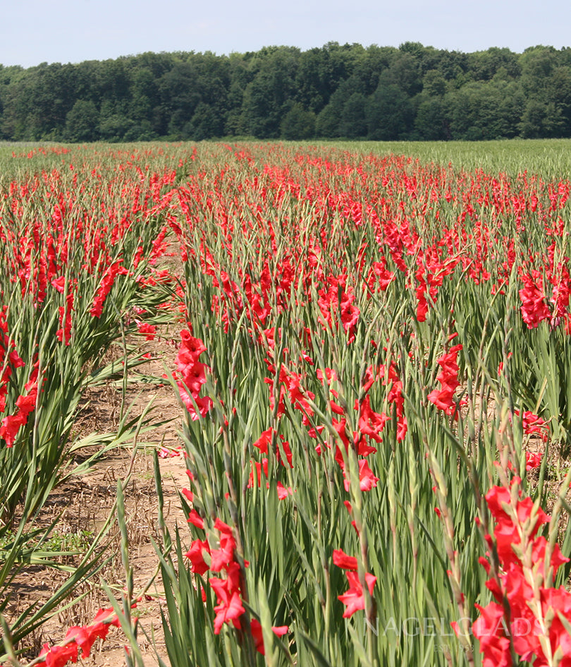 Vuelta Gladiolus Flower Bulbs