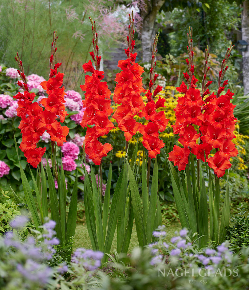 Oscar Gladiolus Flower Bulbs