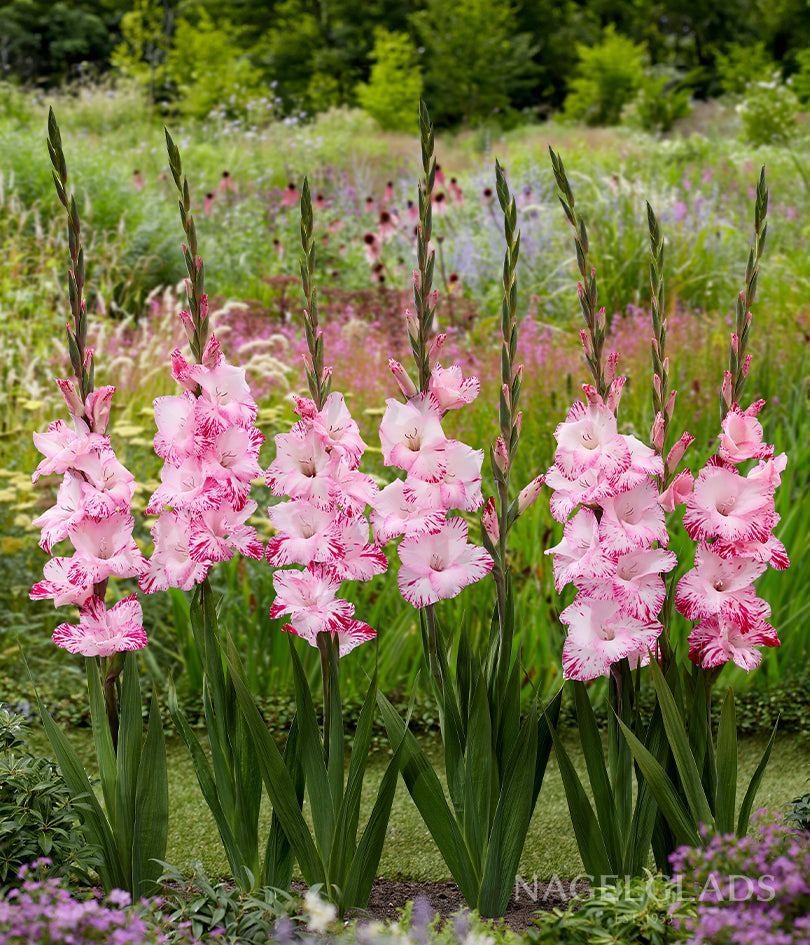 My Love Gladiolus Flower Bulbs