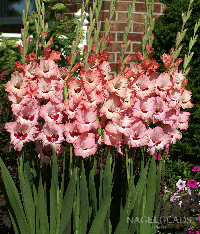 Wine & Roses Gladiolus Flower Bulbs