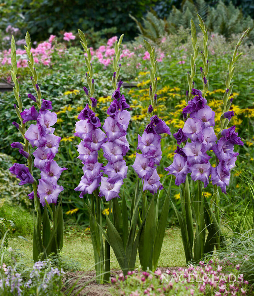 Mojito Gladiolus Flower Bulbs