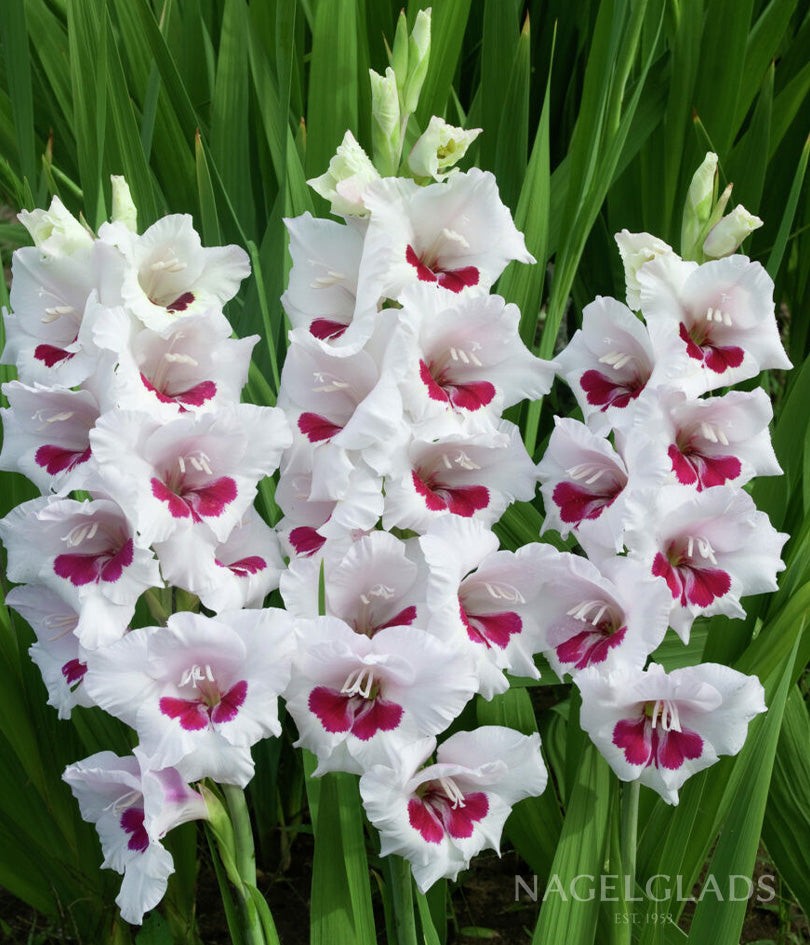 Fiorentina Gladiolus Flower Bulbs