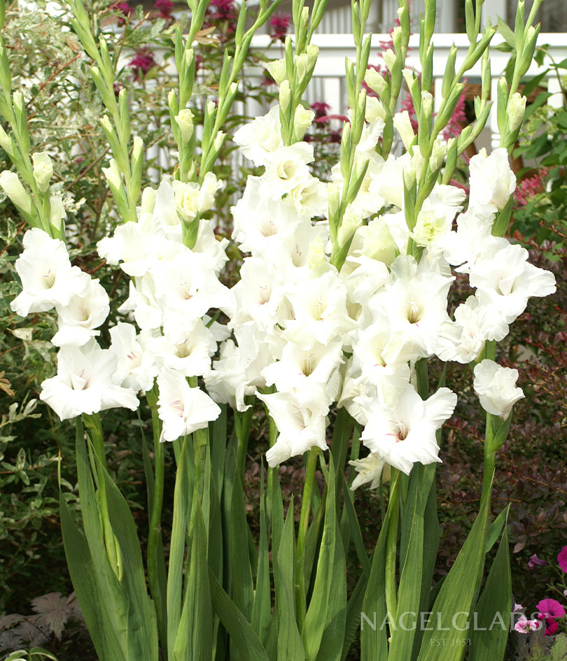 Polar Bear Gladiolus Flower Bulbs