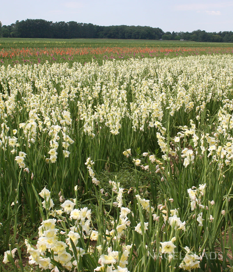 Polar Bear Gladiolus Flower Bulbs