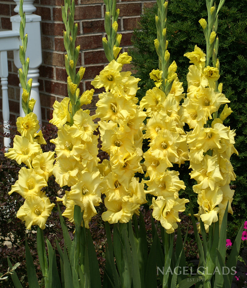 Bra Val Gladiolus Flower Bulbs