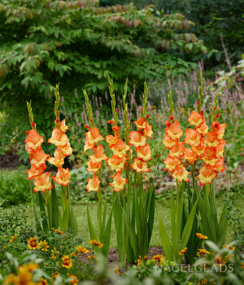 Princess Margaret Rose Gladiolus Flower Bulbs