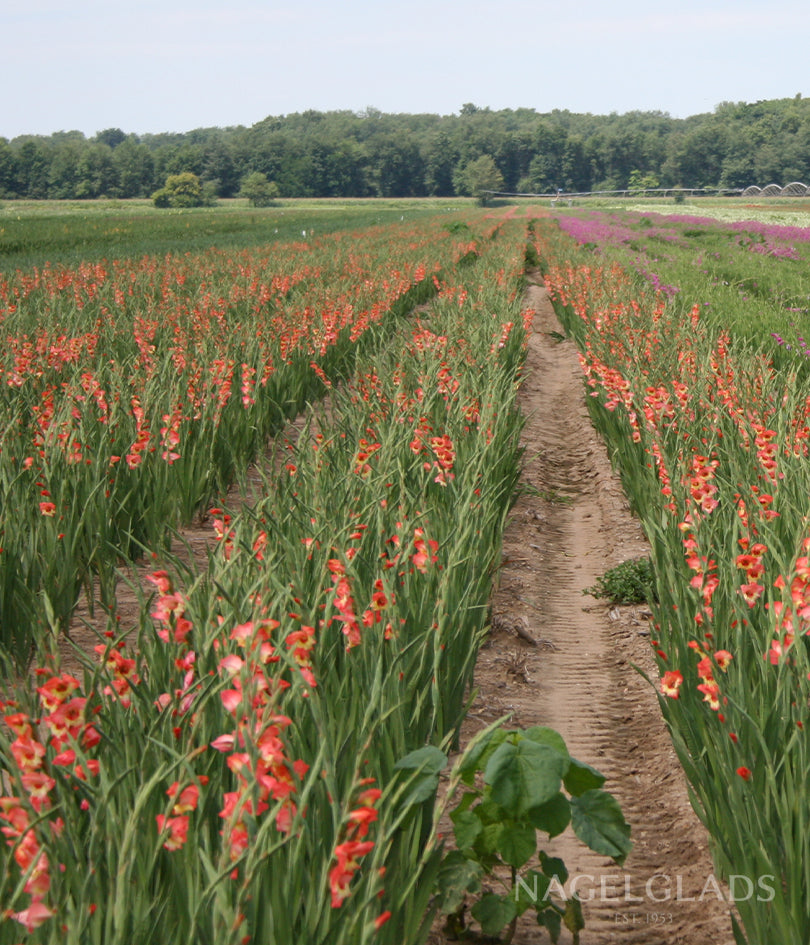 Princess Margaret Rose Gladiolus Flower Bulbs