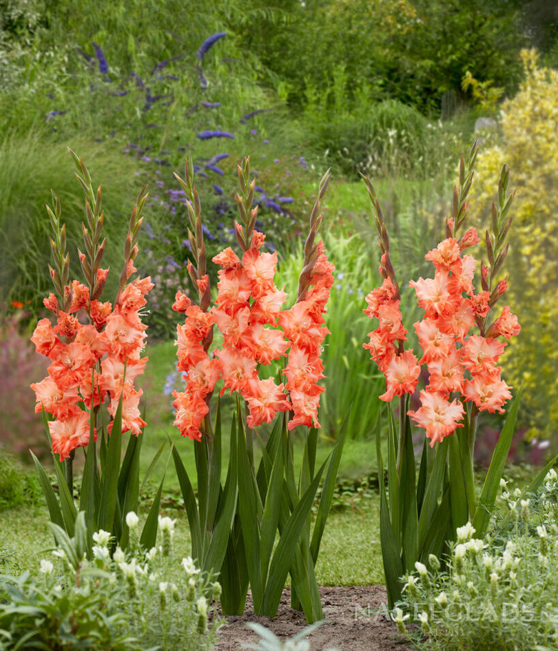 Coral Crush Gladiolus Flower Bulbs