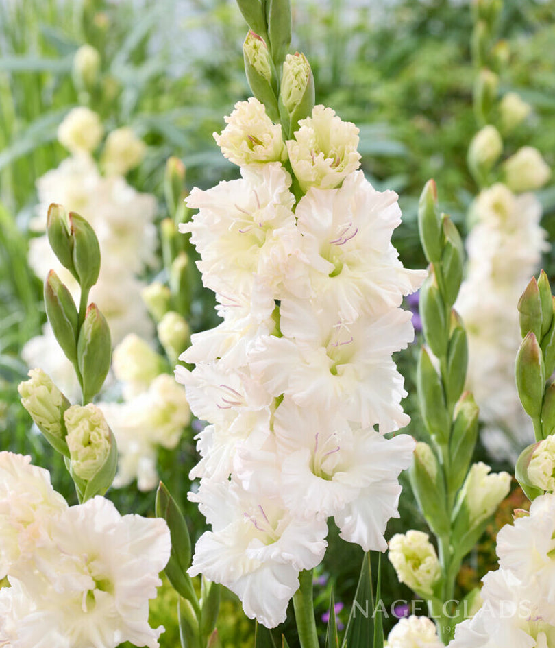 Ivory Perfection Gladiolus Flower Bulbs