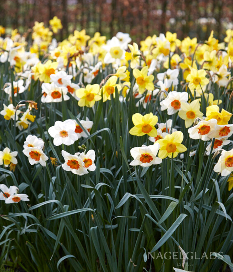 Mixed Daffodil Flower Bulbs