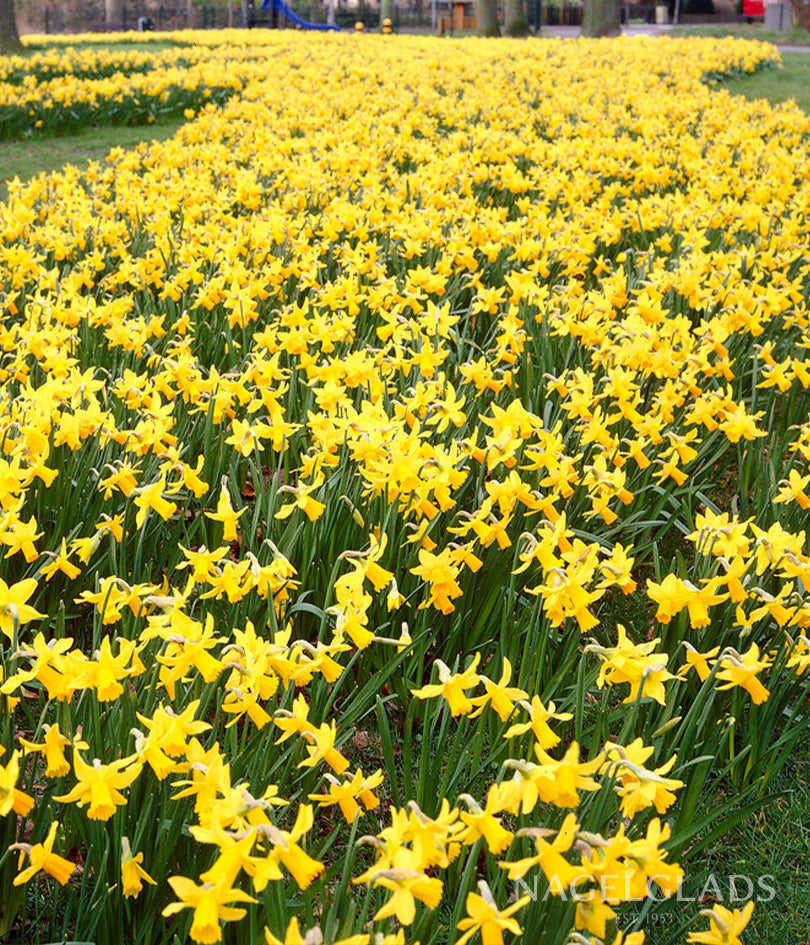 Jetfire Daffodil Flower Bulbs