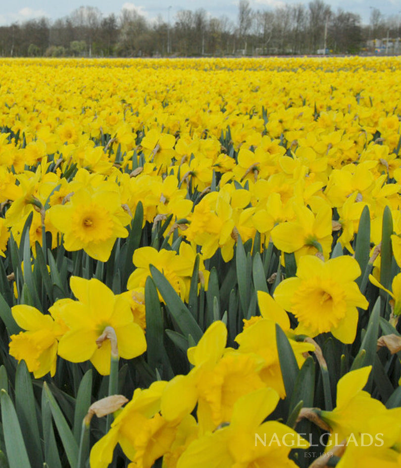 Dutch Master Daffodil Flower Bulbs