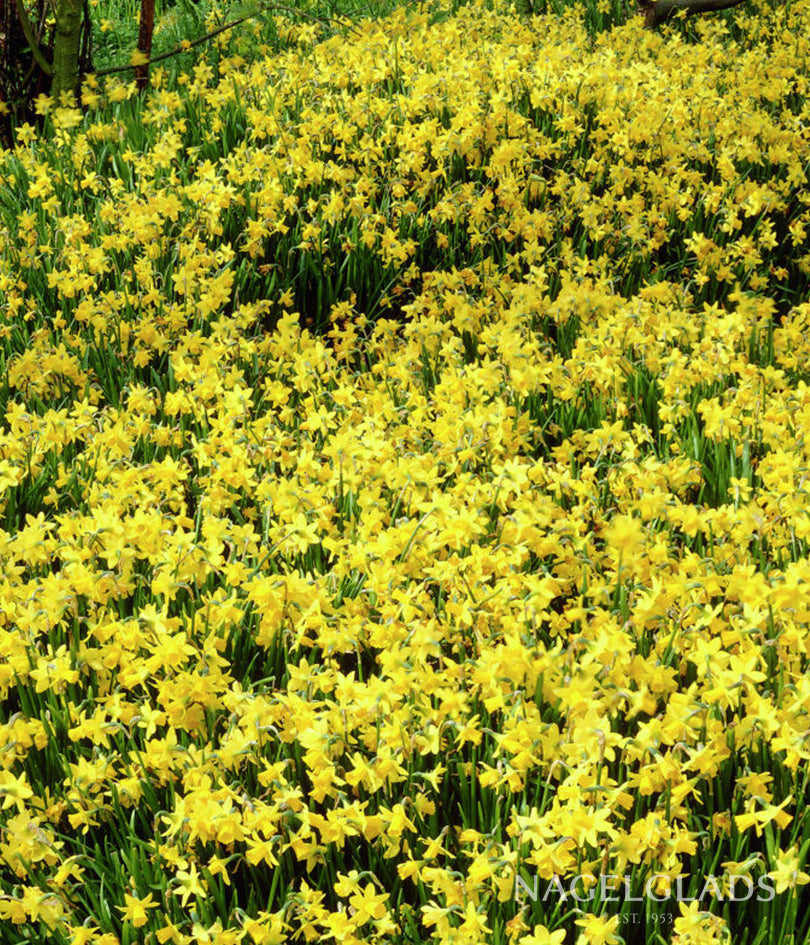 Tete a Tete Daffodil Flower Bulbs