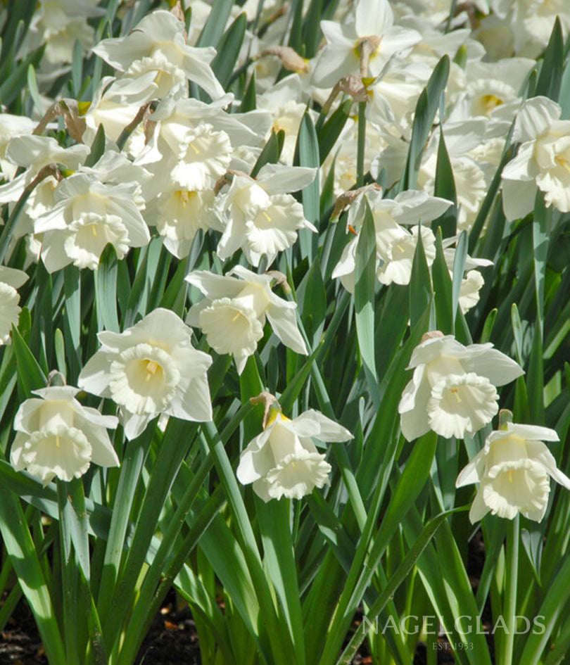 Mount Hood Daffodil Flower Bulbs