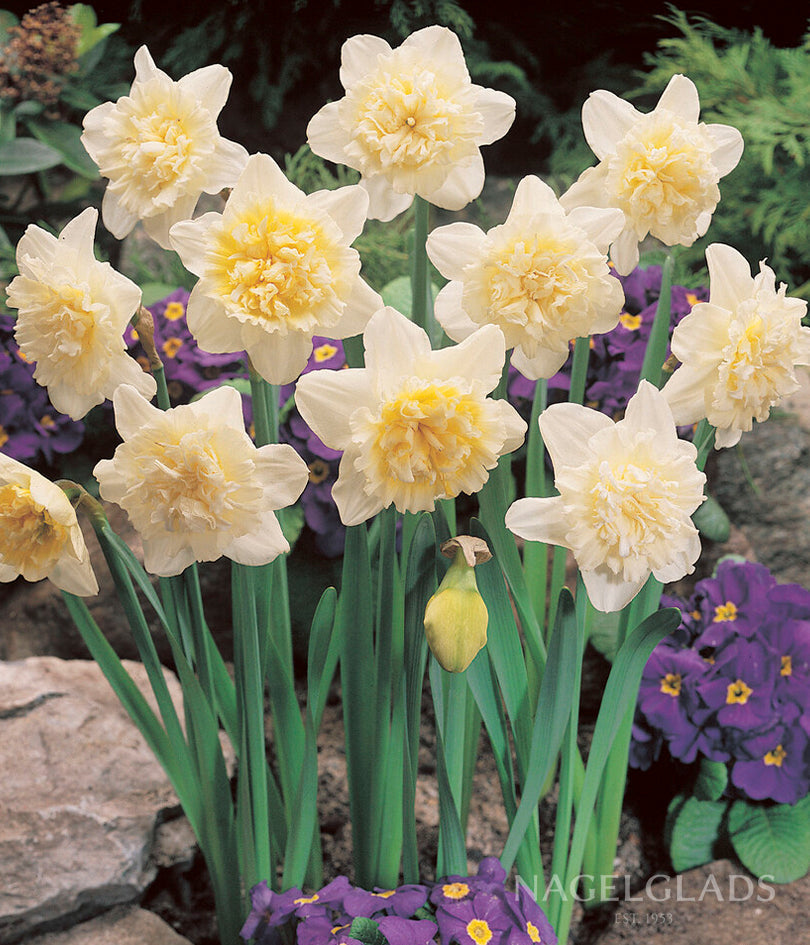 Ice King Daffodil Flower Bulbs