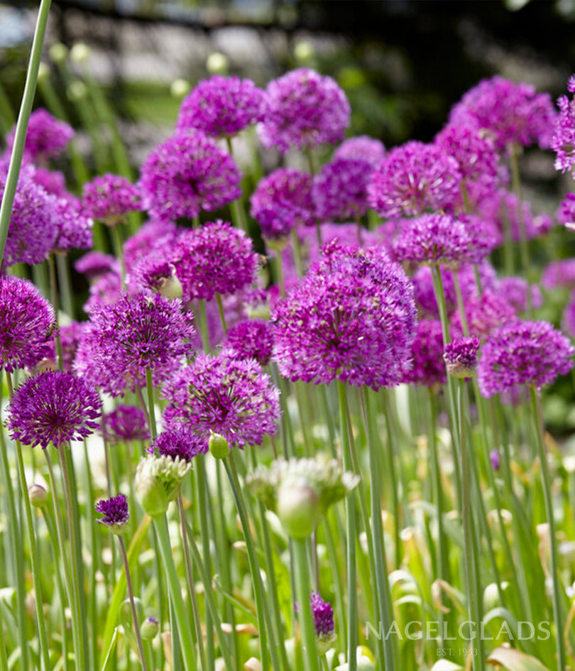 Purple Sensation Allium Flower Bulbs