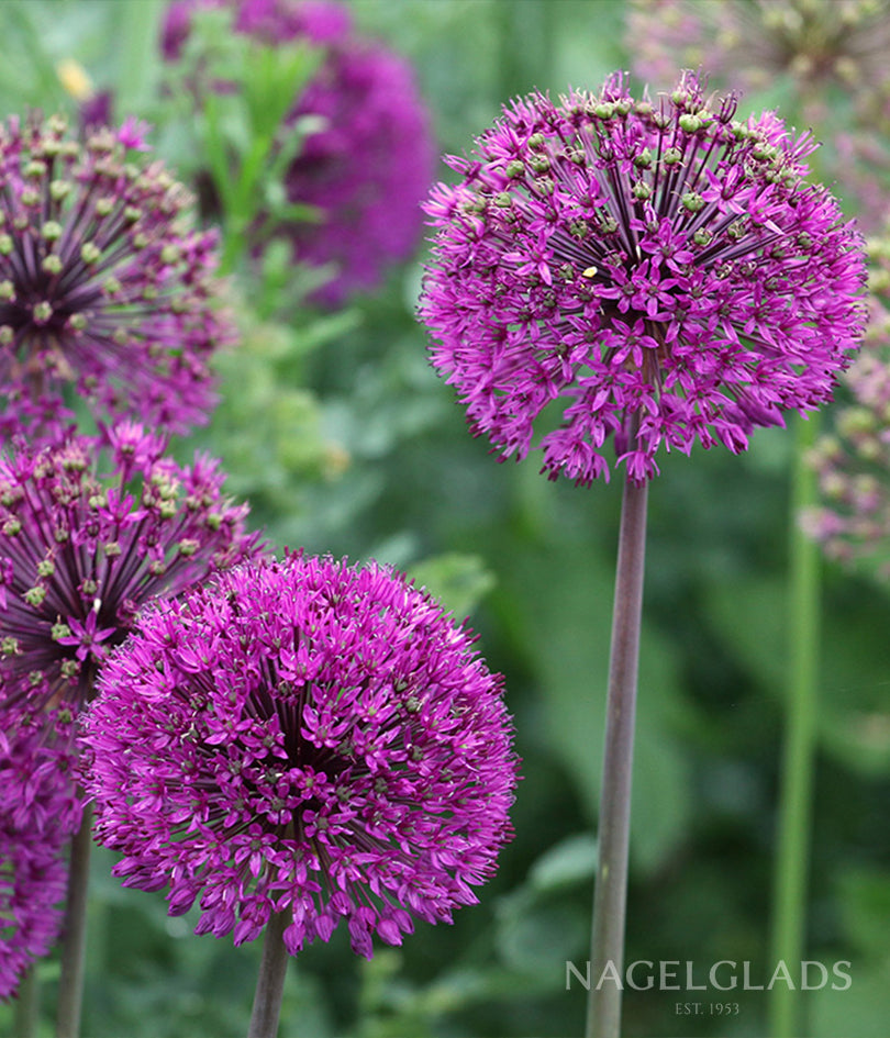 Purple Sensation Allium Flower Bulbs