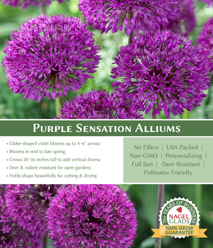 Purple Sensation Allium Flower Bulbs