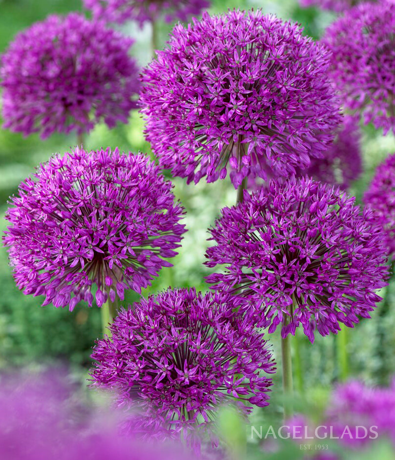Purple Sensation Allium Flower Bulbs