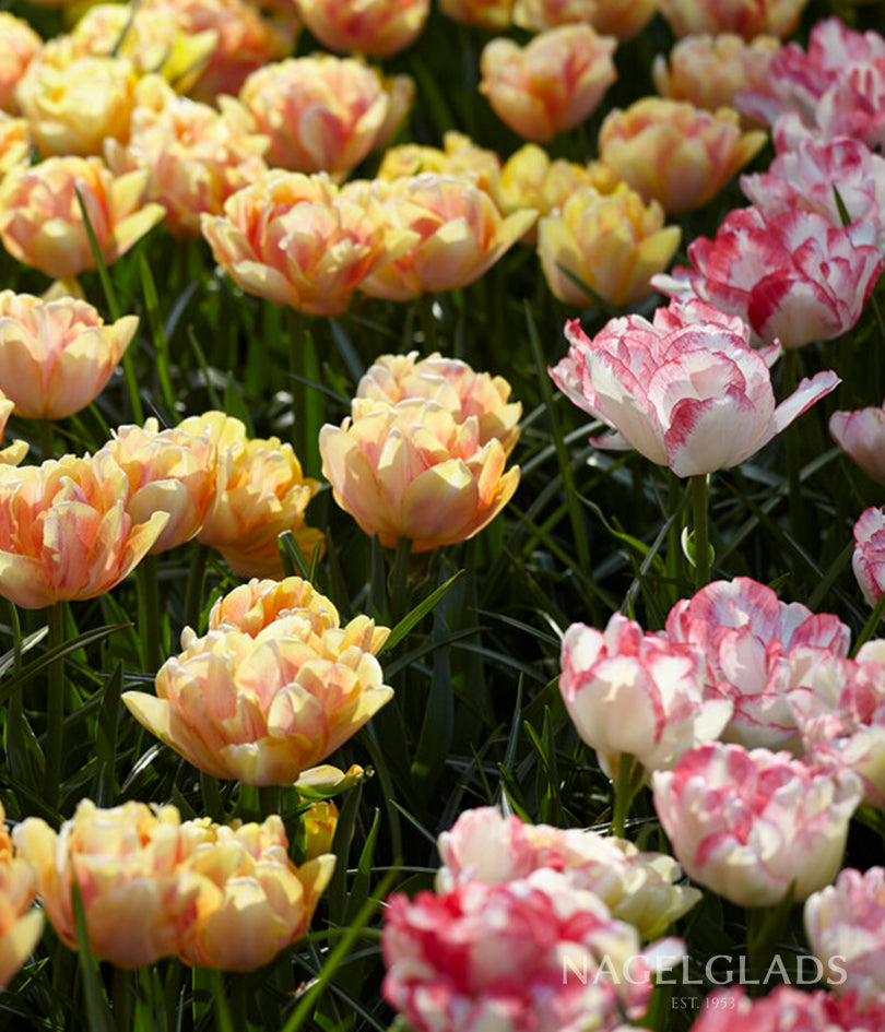 Foxtrot Double Tulip Mix Flower Bulbs