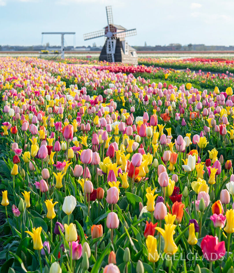 Triumph Tulip Mix Flower Bulbs
