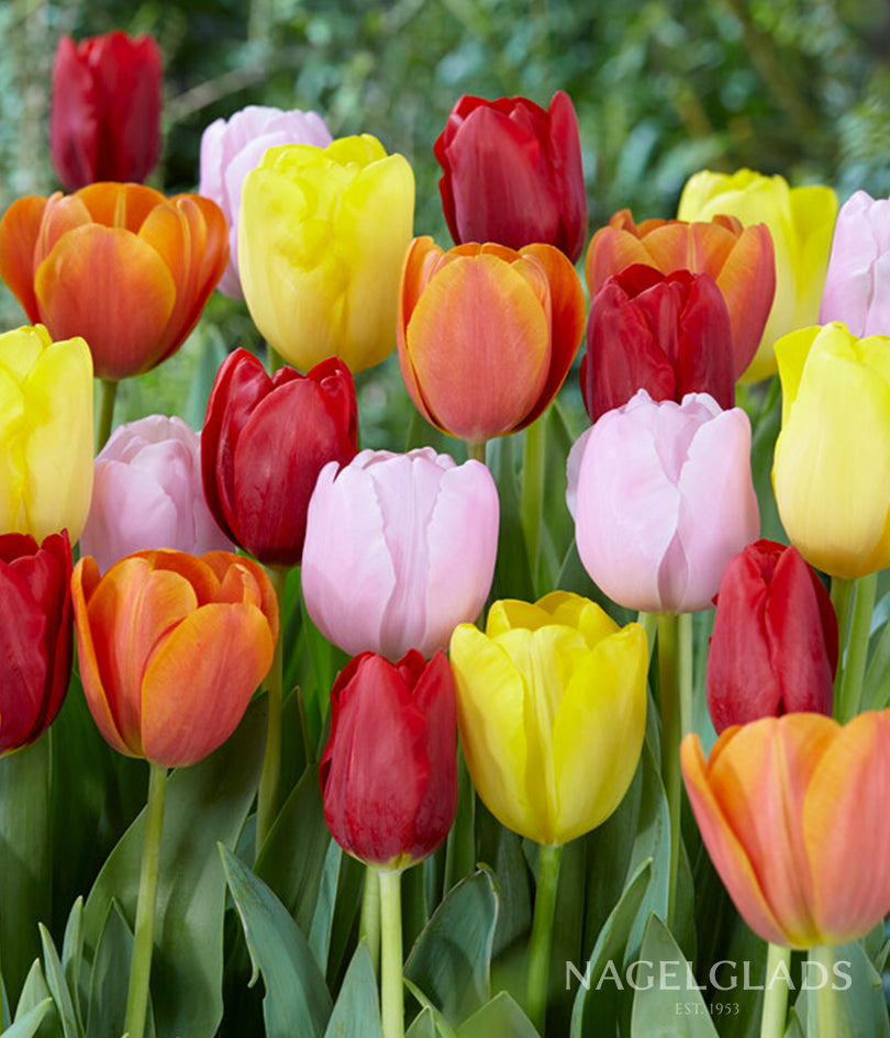 Triumph Tulip Mix Flower Bulbs