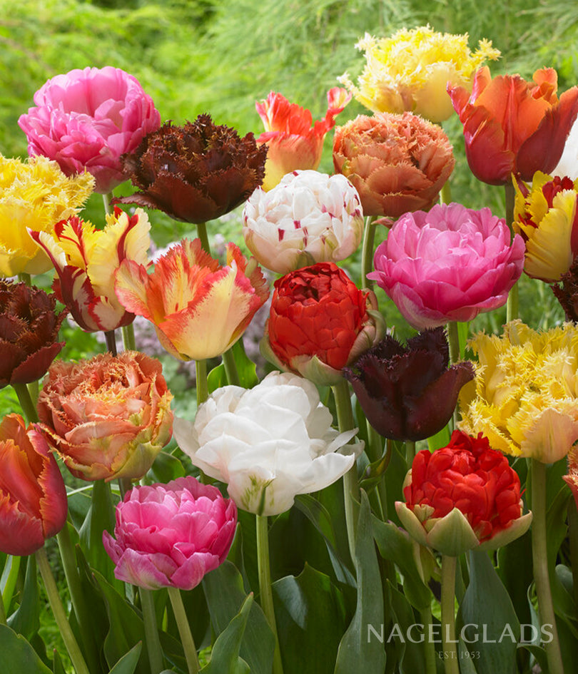 Parrot Tulip Mix Flower Bulbs