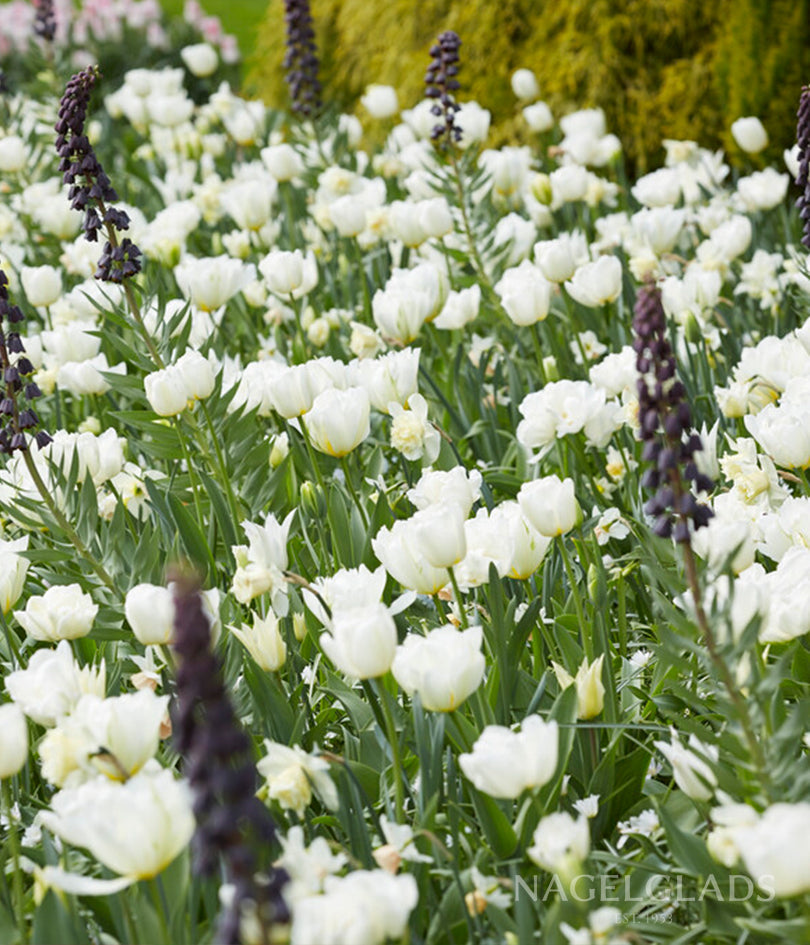 Mondial Double Tulip Flower Bulbs