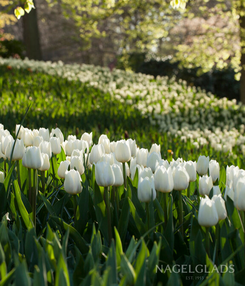 Royal Virgin Triumph Tulip Flower Bulbs