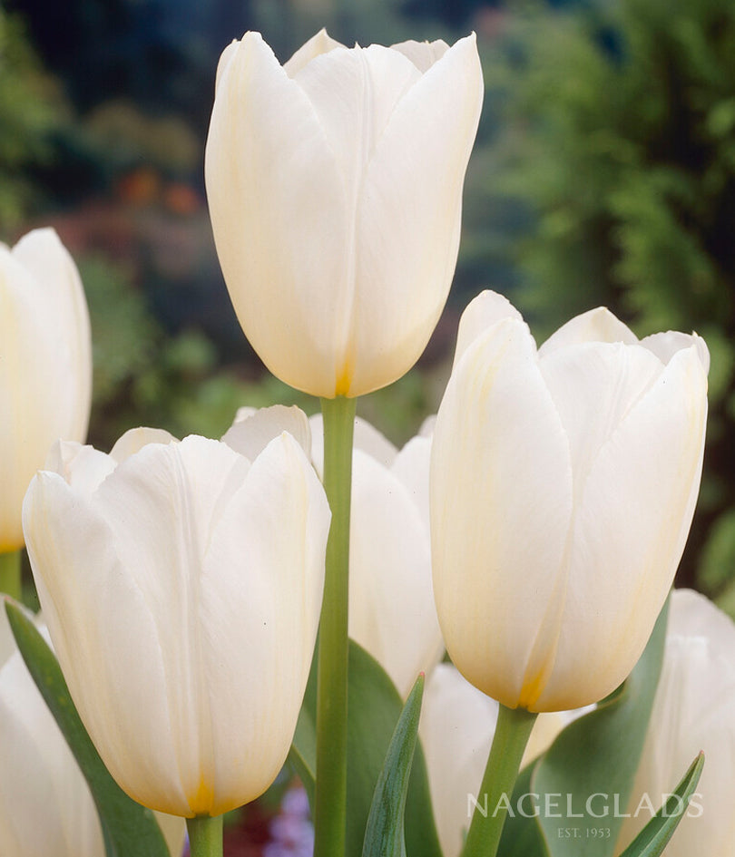 Catherina Single Late Tulip Flower Bulbs
