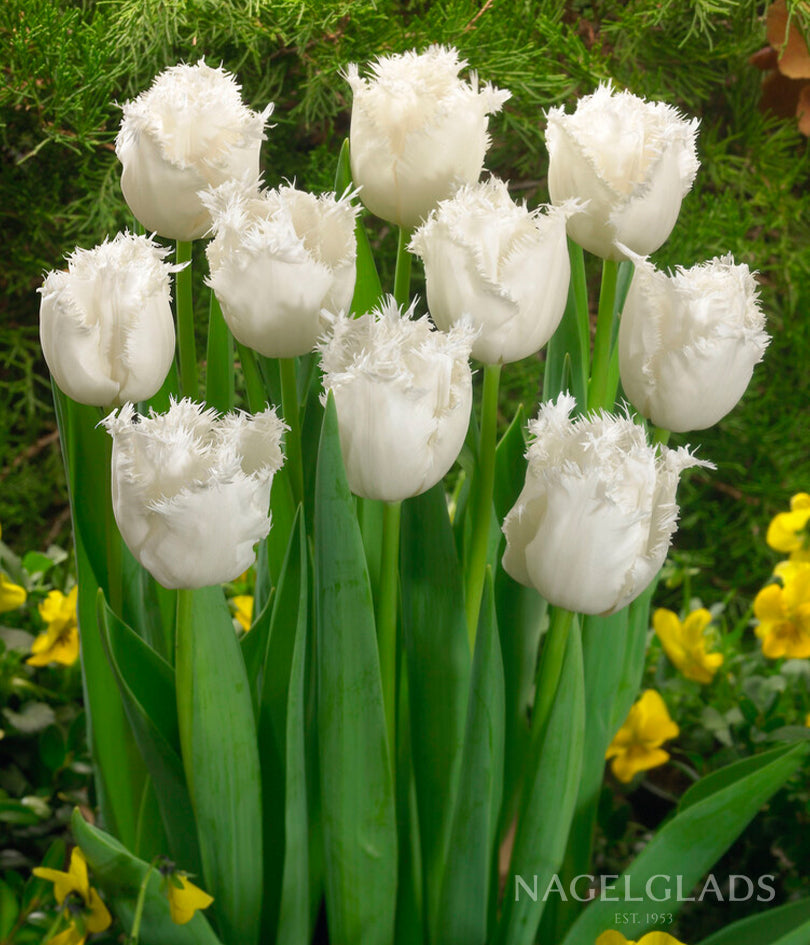 Honeymoon Fringed Tulip Flower Bulbs