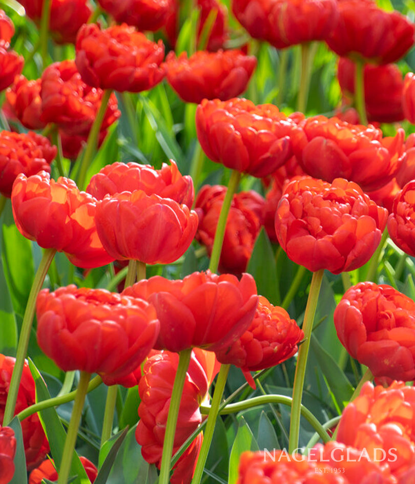 Miranda Double Tulip Flower Bulbs