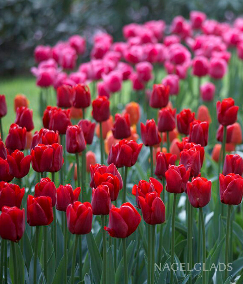 Ile de France Triumph Tulip Flower Bulbs