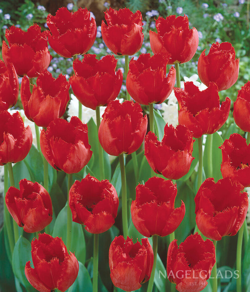 Crystal Beauty Fringed Tulip Flower Bulbs