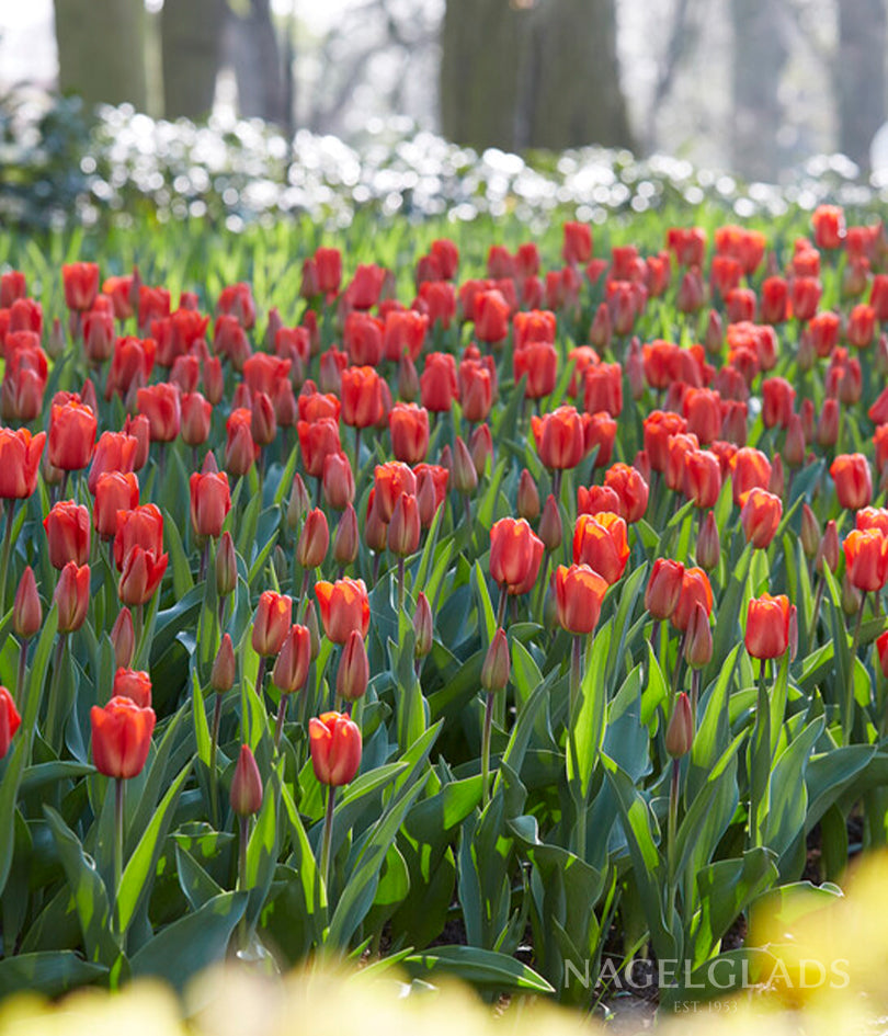 Lalibela Darwin Tulip Flower Bulbs