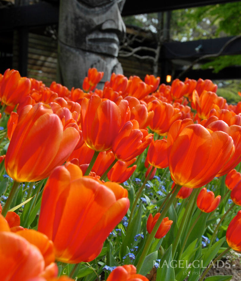 Orange Juice Triumph Tulip Flower Bulbs